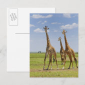 drie Masai giraffes, Giraffa camelopardalis Briefkaart (Voorkant / Achterkant)