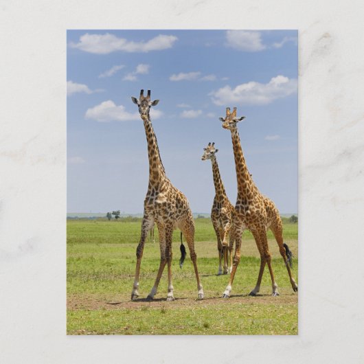 drie Masai giraffes, Giraffa camelopardalis Briefkaart (Voorkant)