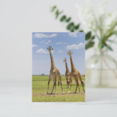 drie Masai giraffes, Giraffa camelopardalis Briefkaart (Staand voorkant)