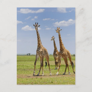 drie Masai giraffes, Giraffa camelopardalis Briefkaart
