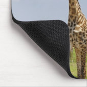drie Masai giraffes, Giraffa camelopardalis Muismat (Hoek)