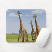 drie Masai giraffes, Giraffa camelopardalis Muismat (Met muis)