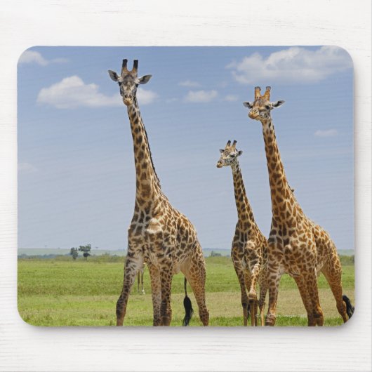 drie Masai giraffes, Giraffa camelopardalis Muismat (Voorkant)