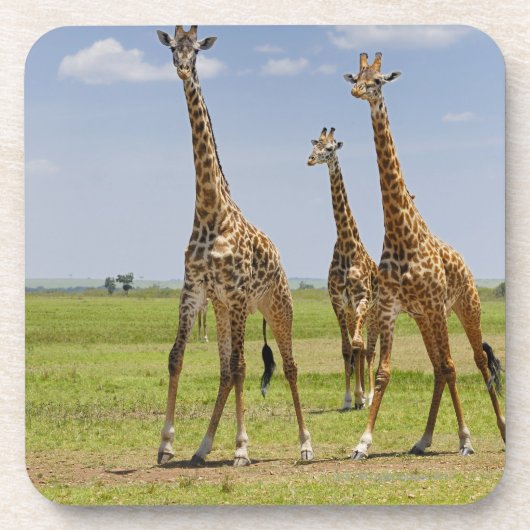 drie Masai giraffes, Giraffa camelopardalis Onderzetter (Voorkant)