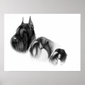 Drie maten van het POSTER van schnauzers (Voorkant)