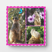 Drie Meerkat Foto Collage, Foto Plaque Fotoplaat (Voorkant)