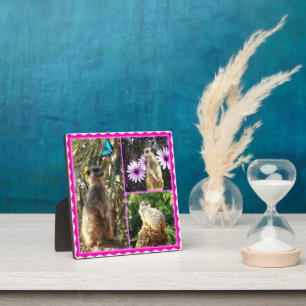 Drie Meerkat Foto Collage, Foto Plaque Fotoplaat