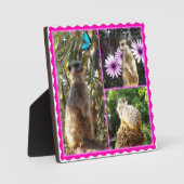 Drie Meerkat Foto Collage, Foto Plaque Fotoplaat (Voorkant)