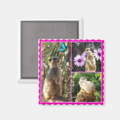Drie Meerkat Photo Collage, Fridge Magnet (Voorkant / Achterkant)