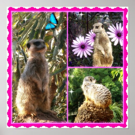 Drie Meerkat Photo Collage, Poster (Voorkant)