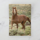 Drie merries lopen wilde paarden Wenskaart Kaart (Binnen)