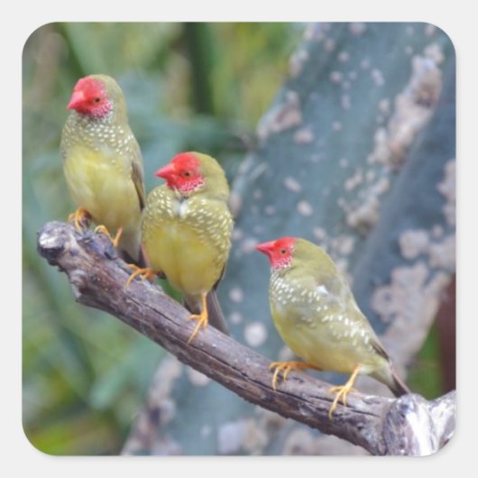 Drie mooie groene vinken vierkante sticker (Voorkant)