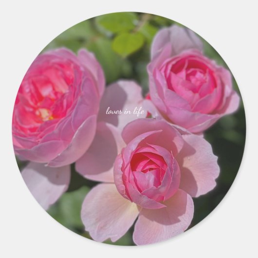 Drie Mooie Roze Rozen Ronde Sticker (Voorkant)