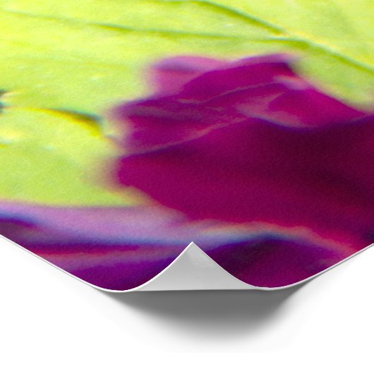 Drie Mooie viooltjes foto Poster (Hoek)