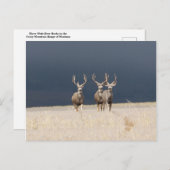 Drie Mule Deer Bucks Briefkaart (Voorkant / Achterkant)