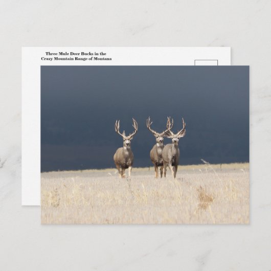 Drie Mule Deer Bucks Briefkaart (Voorkant / Achterkant)