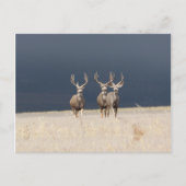 Drie Mule Deer Bucks Briefkaart (Voorkant)