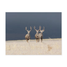 Drie Mule Deer Bucks