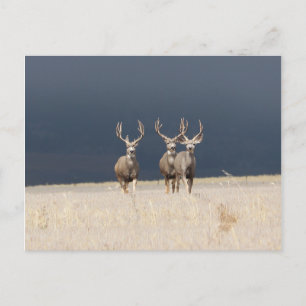 Drie Mule Deer Bucks Briefkaart