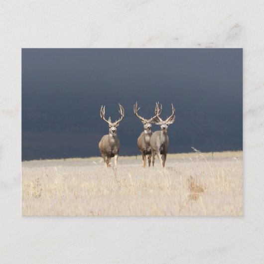 Drie Mule Deer Bucks Briefkaart (Voorkant)
