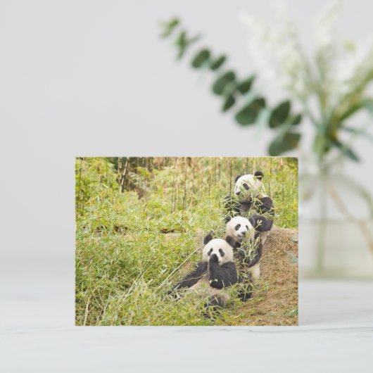 Drie München Panda Cubs  Briefkaart (Staand voorkant)
