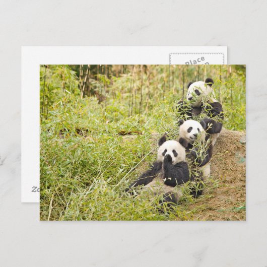 Drie München Panda Cubs  Briefkaart (Voorkant / Achterkant)