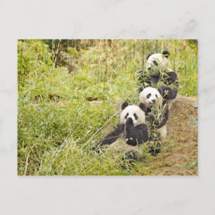 Drie München Panda Cubs Briefkaart