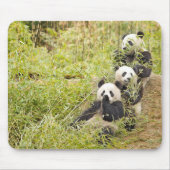 Drie Munching Panda Cubs Mousepad Muismat (Voorkant)