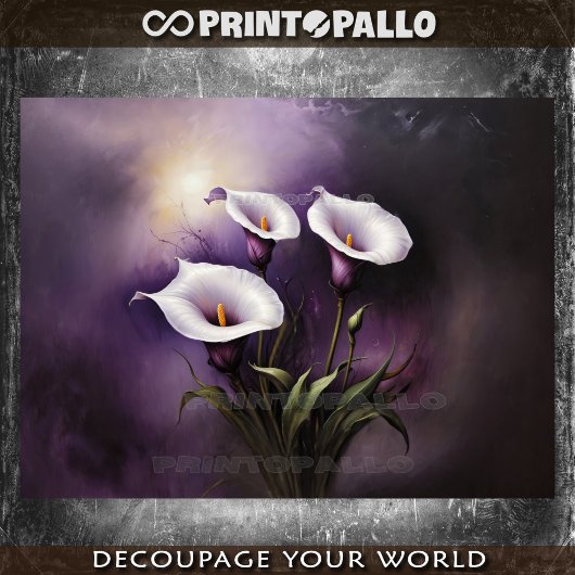 Drie mysterieuze calla lily bloemen op paars tissuepapier
