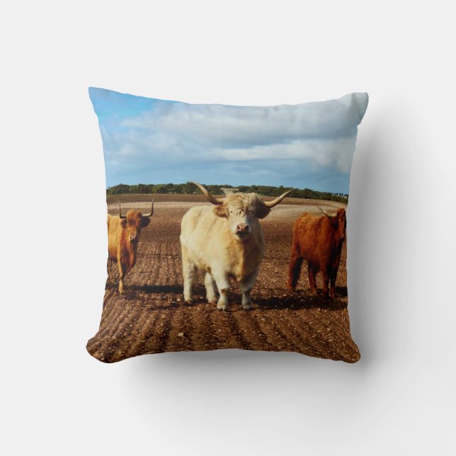 Drie Naughty Highland Koeien Kussen (Voorkant)