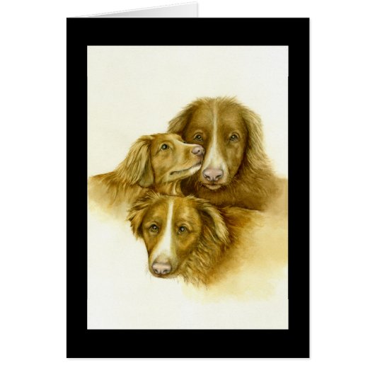 Drie Nova Scotia Duck Tolle Retrievers-kaart (Voorkant)