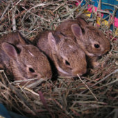 "Drie op een Rij" Kerstkaart Feestdagen Kaart