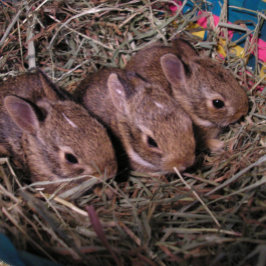 "Drie op een Rij" Kerstkaart Feestdagen Kaart