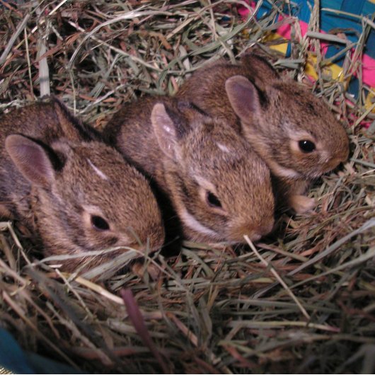 "Drie op een Rij" Kerstkaart Feestdagen Kaart
