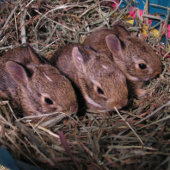 "Drie op een Rij" kerstkaart Feestdagen Kaart