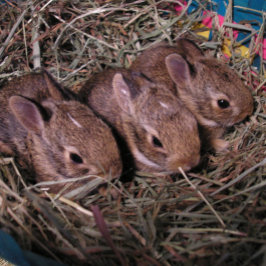 "Drie op een Rij" kerstkaart Feestdagen Kaart