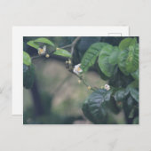 Drie Oranje bloesems Briefkaart (Voorkant / Achterkant)