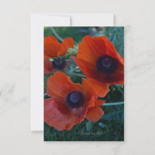 Drie Oranje oosterse papavers Notitiekaartje