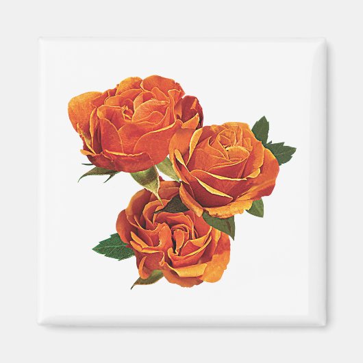 Drie Oranje Rozen Magneet (Voorkant)
