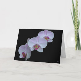 Drie Orchideeën Wenskaarten Kaart