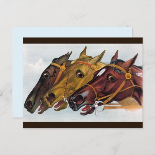 drie paarden briefkaart (Voorkant / Achterkant)