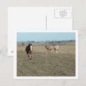 drie paarden briefkaart (Voorkant / Achterkant)