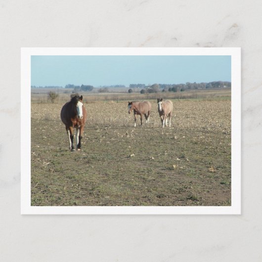 drie paarden briefkaart (Voorkant)