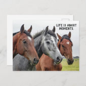 Drie paarden - "Het leven gaat over momenten." Briefkaart (Voorkant / Achterkant)