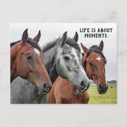 Drie paarden - "Het leven gaat over momenten." Briefkaart (Voorkant)