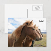 Drie paarden in een rij Briefkaart (Voorkant / Achterkant)
