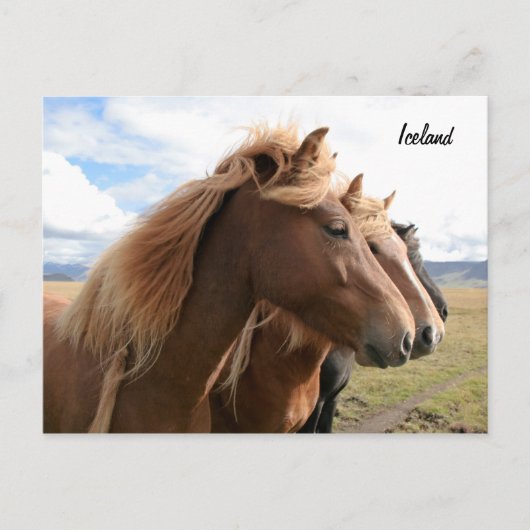 Drie paarden in een rij Briefkaart (Voorkant)