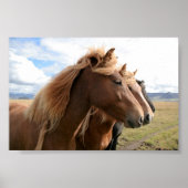 Drie paarden in een rij Poster (Voorkant)