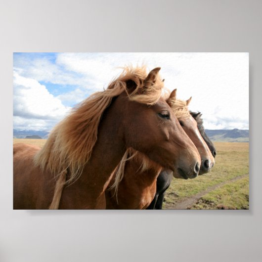 Drie paarden in een rij Poster (Voorkant)