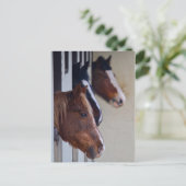 Drie paarden in Stables Post Card Briefkaart (Staand voorkant)